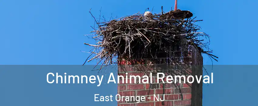 Chimney Animal Removal East Orange - NJ