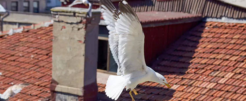 Residential Chimney Animal Removal Solution in East Orange, NJ