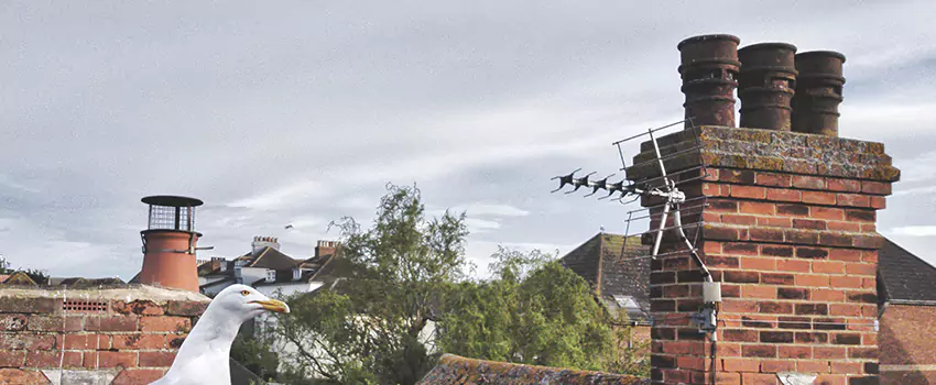 Chimney Cleaning And Restoration in East Orange, New Jersey